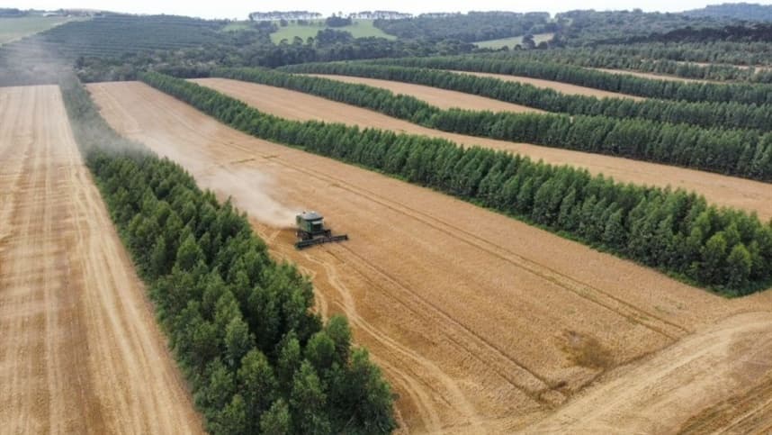 Primeira colheita de cevada acontece em fazenda paranaense