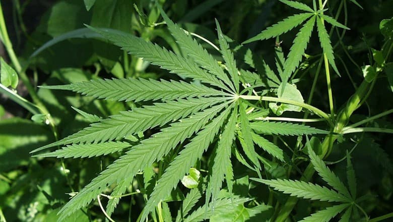 EUA reclassificam cannabis medicinal: impacto na indústria brasileira