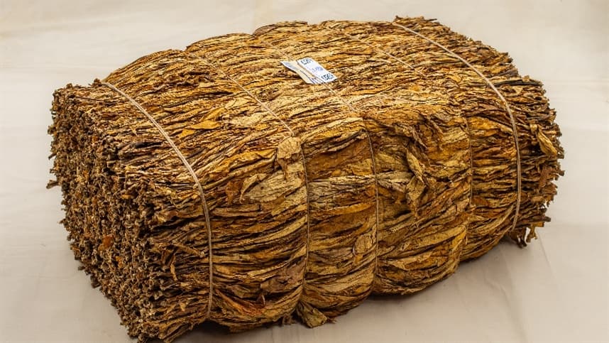 Campanha do Programa Tabaco Limpo alerta sobre contaminação do tabaco