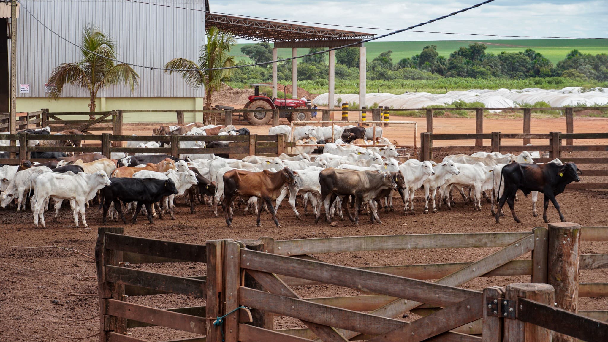 Quedas nas cotações do mercado pecuário em várias regiões do Brasil