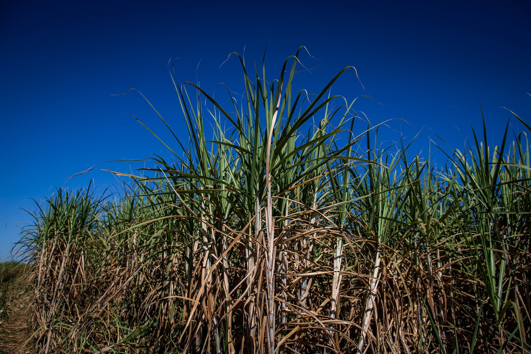 Governo libera R$ 270 milhões para produtores de cana no Nordeste