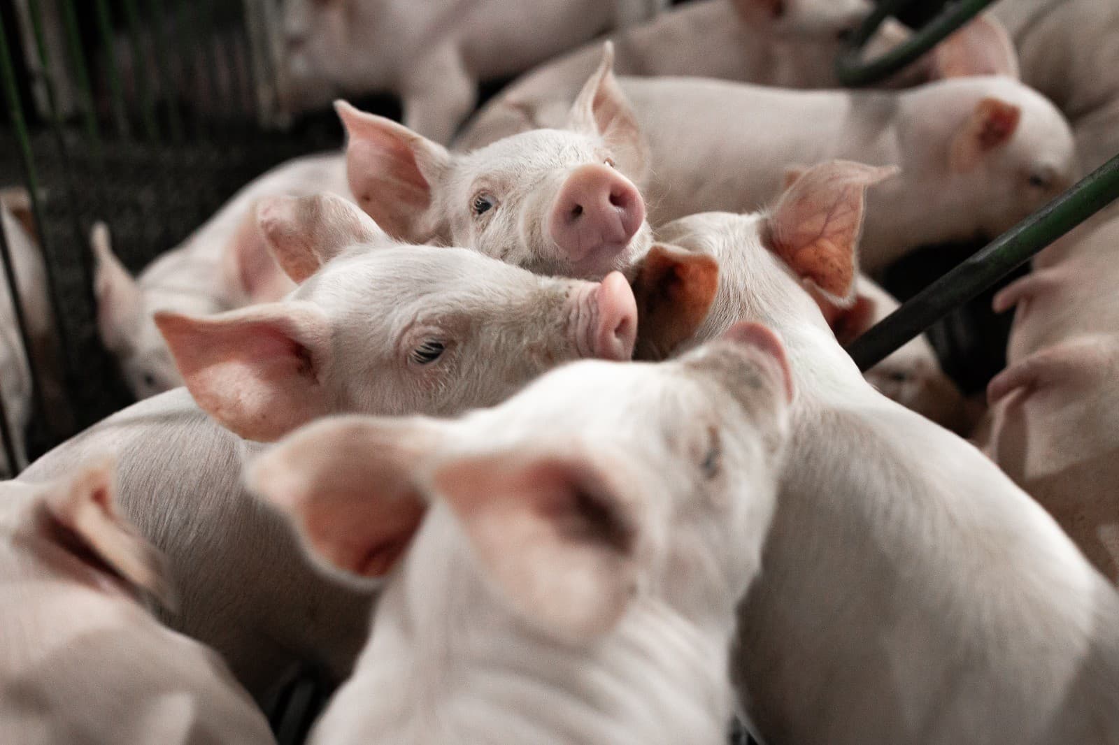 Queda nos preços freia crédito rural entre suinocultores brasileiros