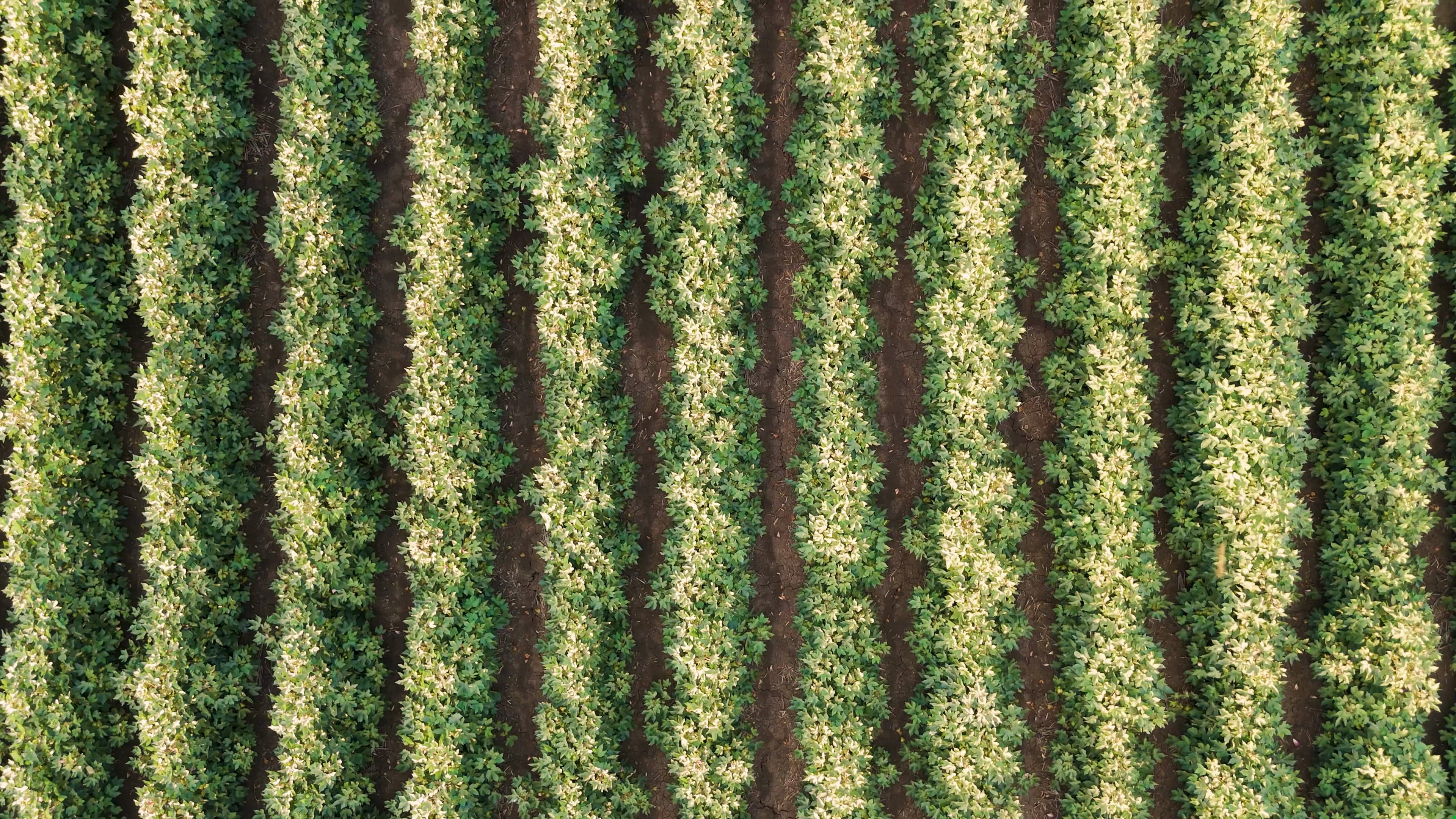 Agricultura regenerativa busca retorno financeiro para produtores
