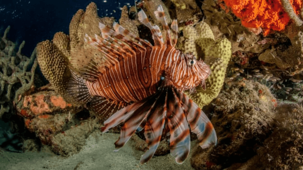 Peixe-leão ameaça biodiversidade e pesca artesanal no Brasil