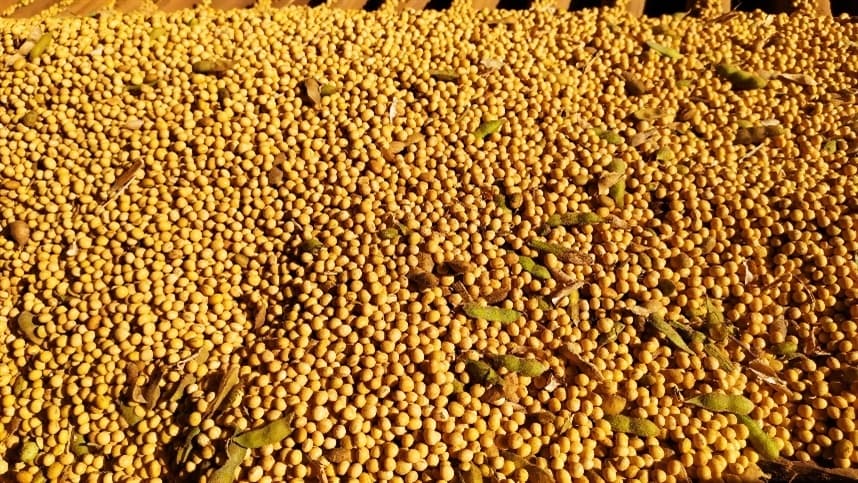 Margem de esmagamento de soja em Mato Grosso cresce 5,79%