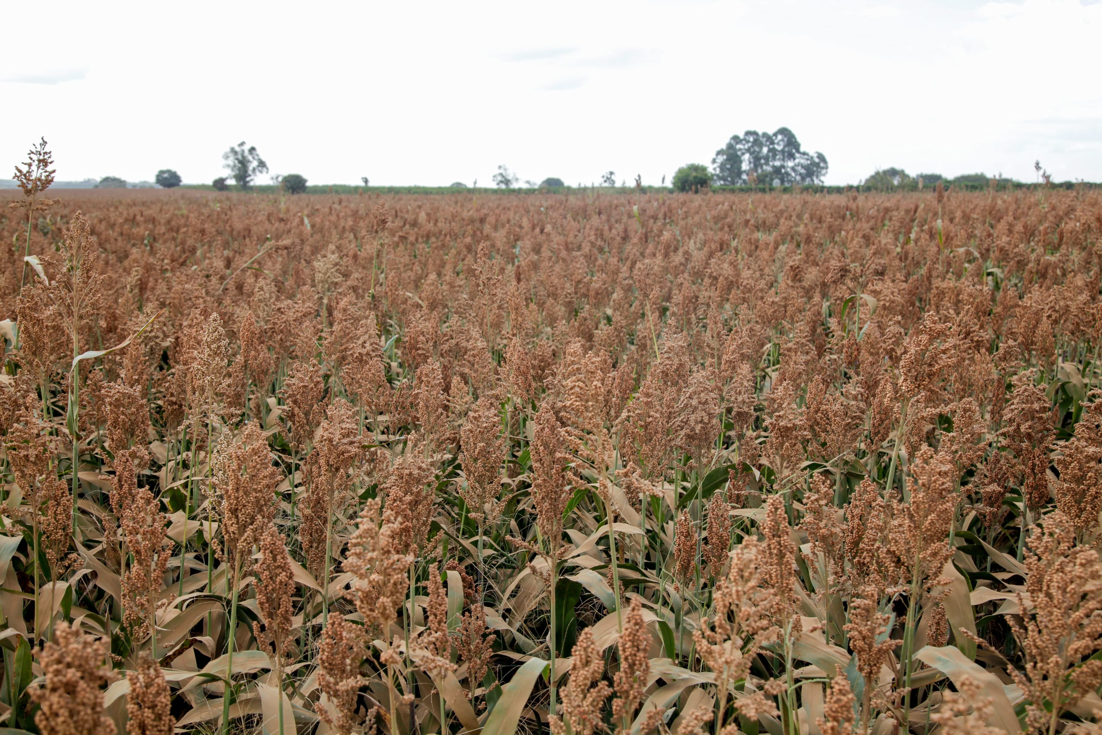 Produção de sorgo no Brasil deve cair em 2026, diz Safras & Mercado