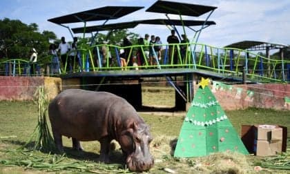 Colômbia enfrenta dificuldades com hipopótamos de Escobar