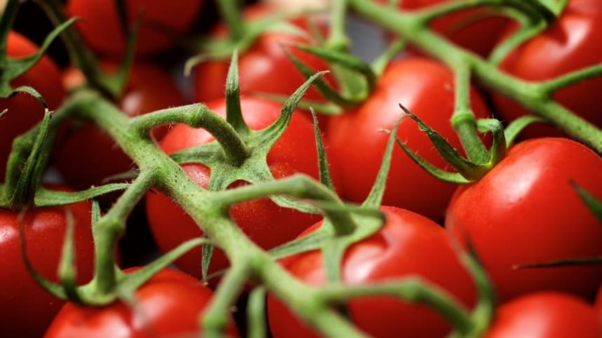 Proteção do plantio de tomate: o poder do enxofre e do alho