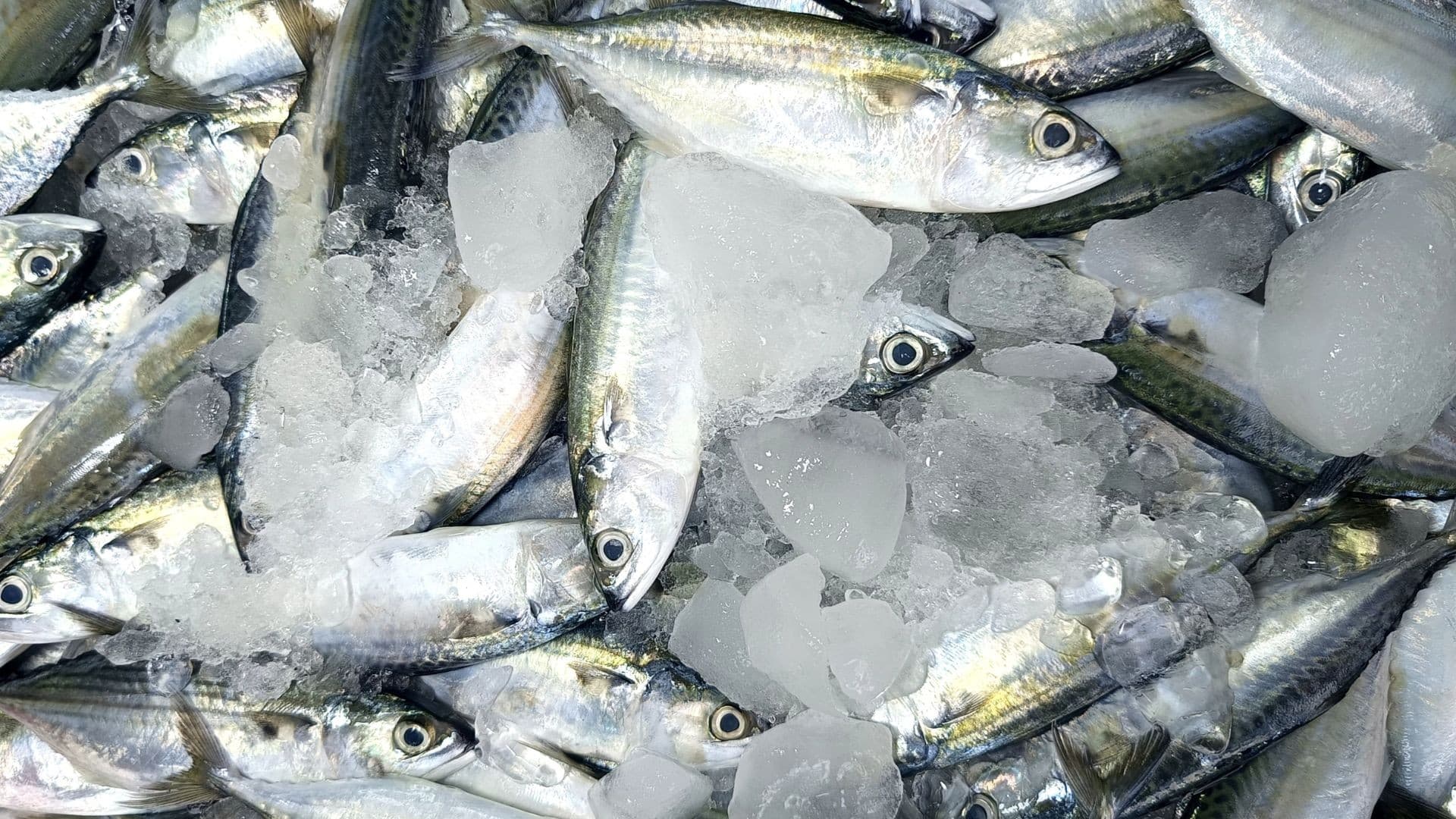 Brasil abre 700 novos mercados para exportação de pescado