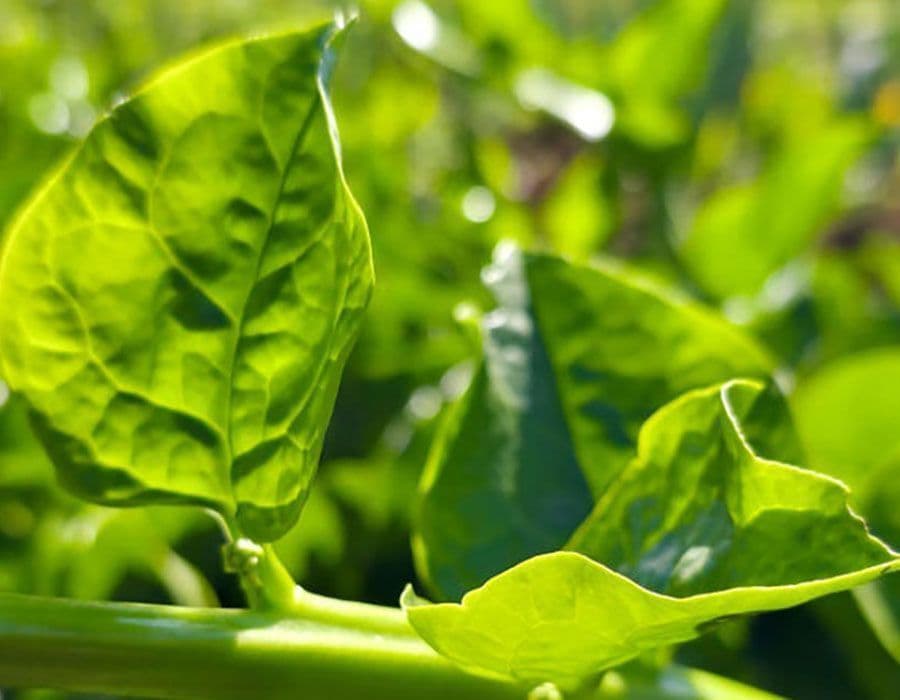 Bertalha e Caruru: Novas Cultivares de PANCs são Lançadas no Brasil