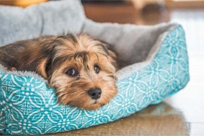 Blueair PetAir Pro: purificador e cama para pets em 1 só produto