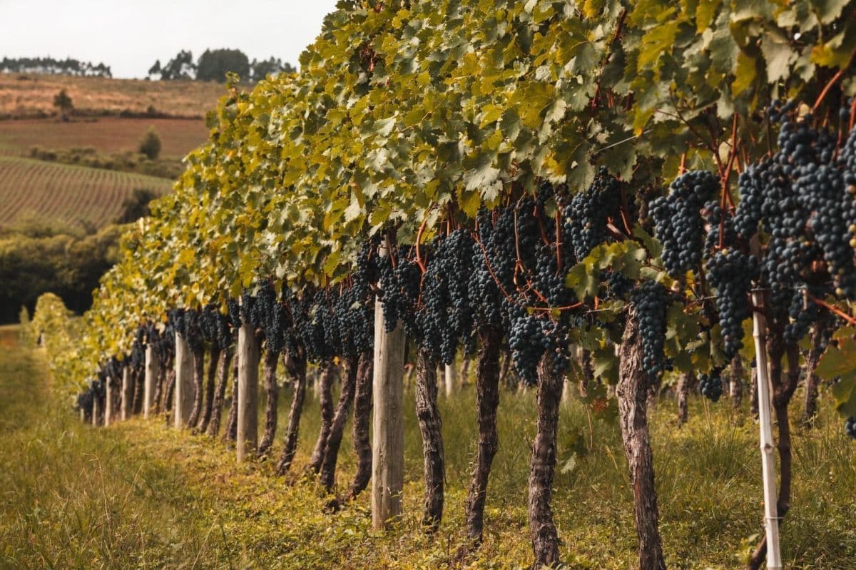 Vinícola no RS desenvolve novo projeto com clones de Malbec