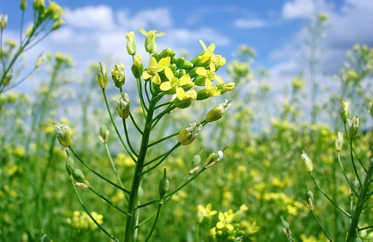 Bayer e bp formam parceria para expandir produção de camelina