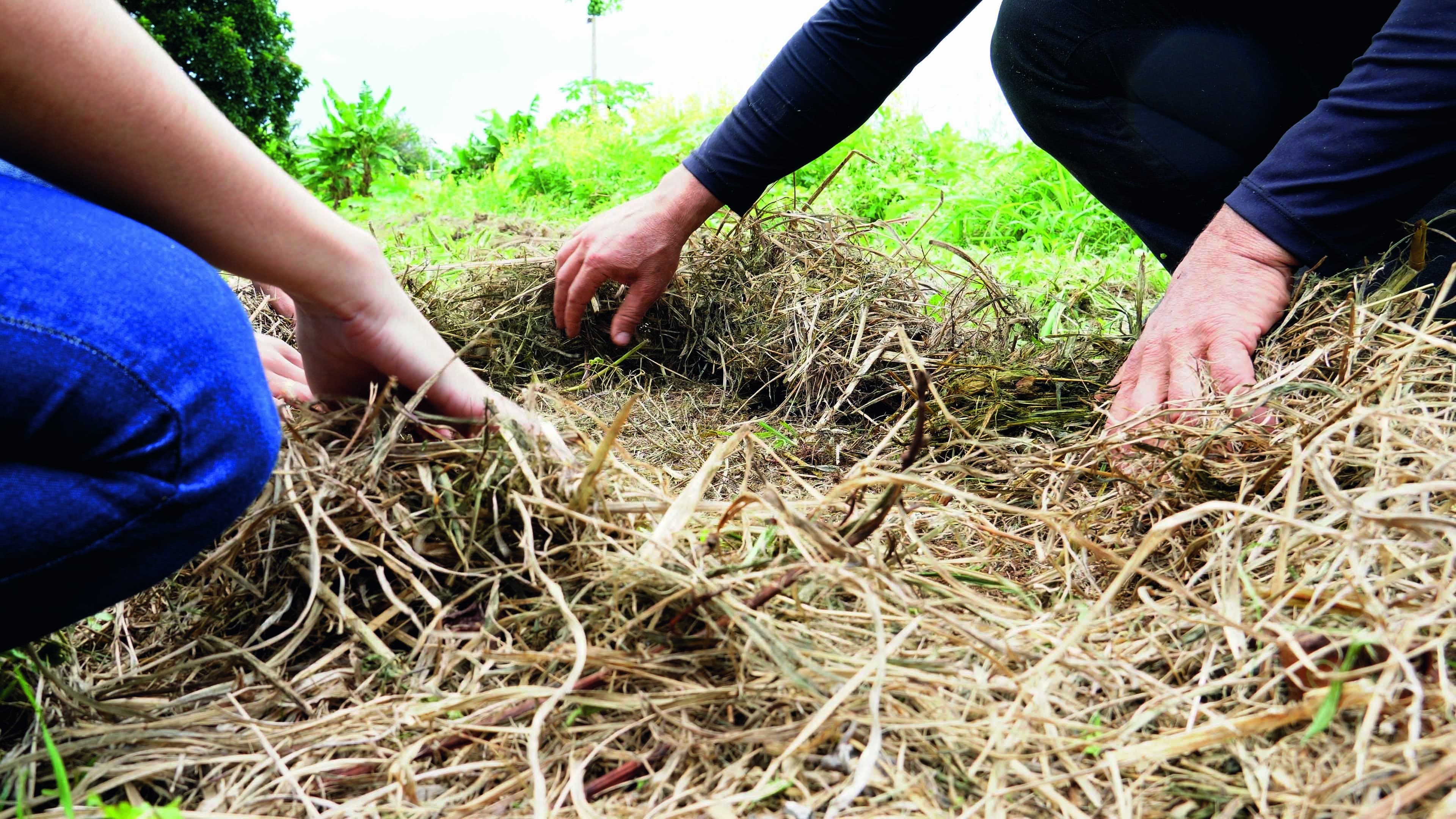 Plano Safra da Agricultura Familiar terá R$ 85,2 bilhões em 2026/27