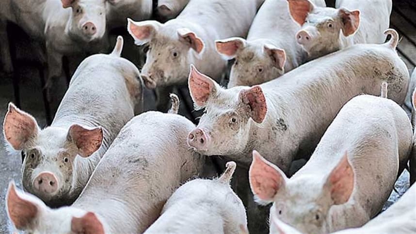 Carne suína perde competitividade em São Paulo devido a estoques altos