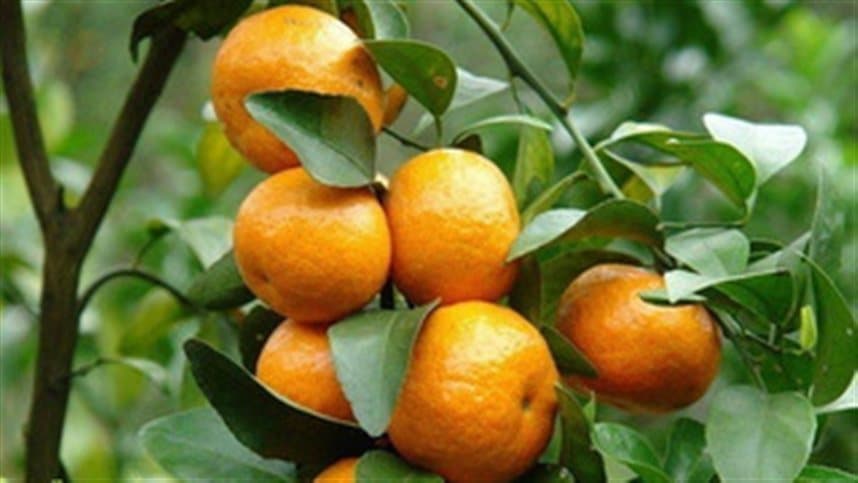 Oferta de tangerina poncã aumenta e preços recuam em maio