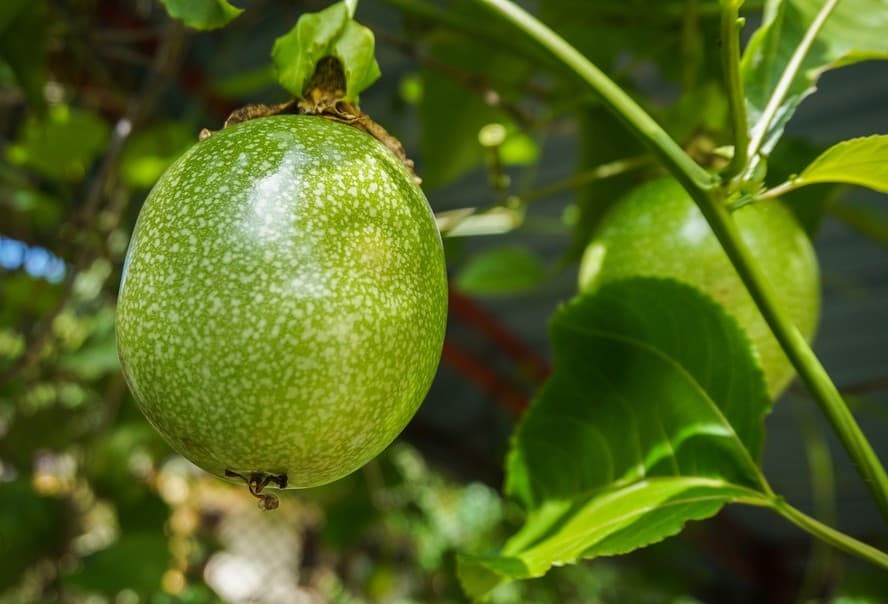 Planta de maracujá precisa de espaço para se desenvolver
