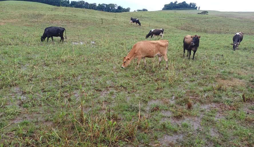 Prejuízos para pecuária no Rio Grande do Sul atingem R$ 165 milhões, afirma CNM