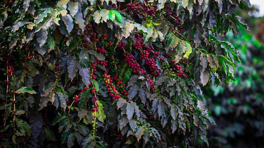 Mercado de café em Nova York em alta devido à atenção ao clima