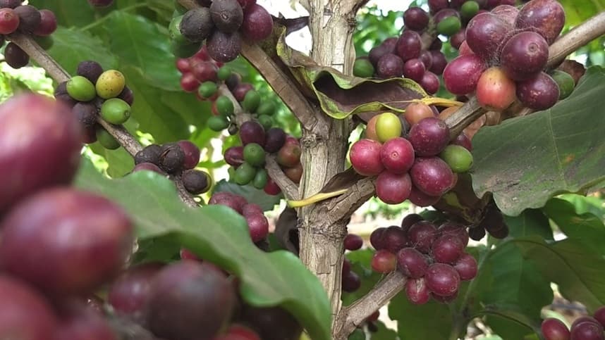 Valorização do café destaca a importância da relação de troca