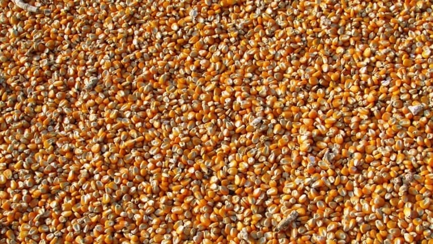 Agricultor brasileiro próximo atingirá produção recorde de milho