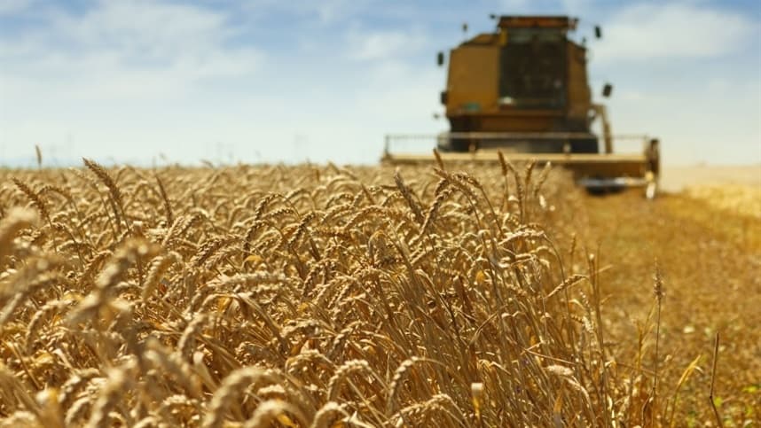 Área de trigo no Rio Grande do Sul cai 31,5% na safra 2026