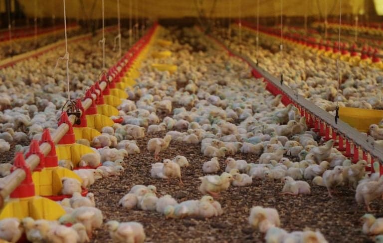 União Europeia condiciona importação de carnes brasileiras a normas sanitárias