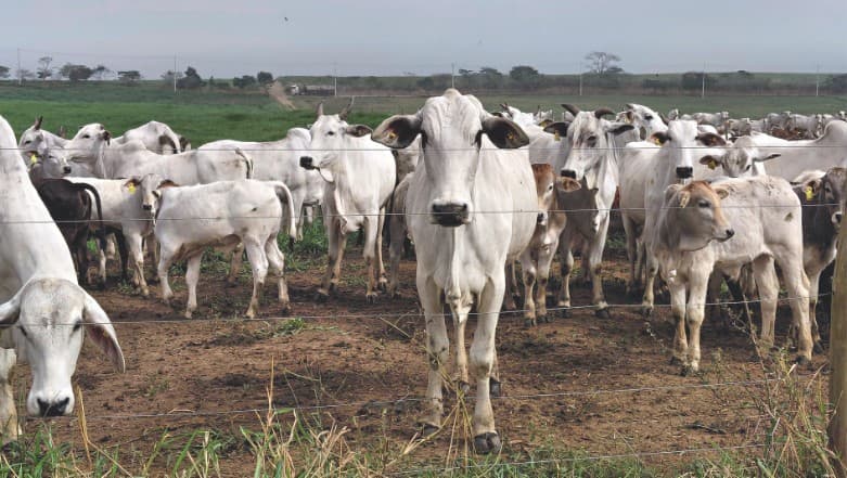 Fazenda São Pedro da Mantiqueira sequestra mais carbono do que emite