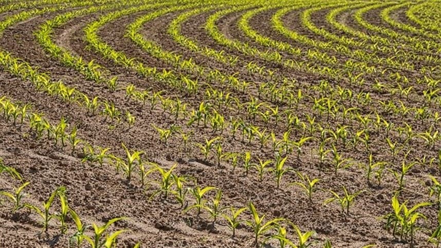Manejo de milho: controle de ervas daninhas é crucial