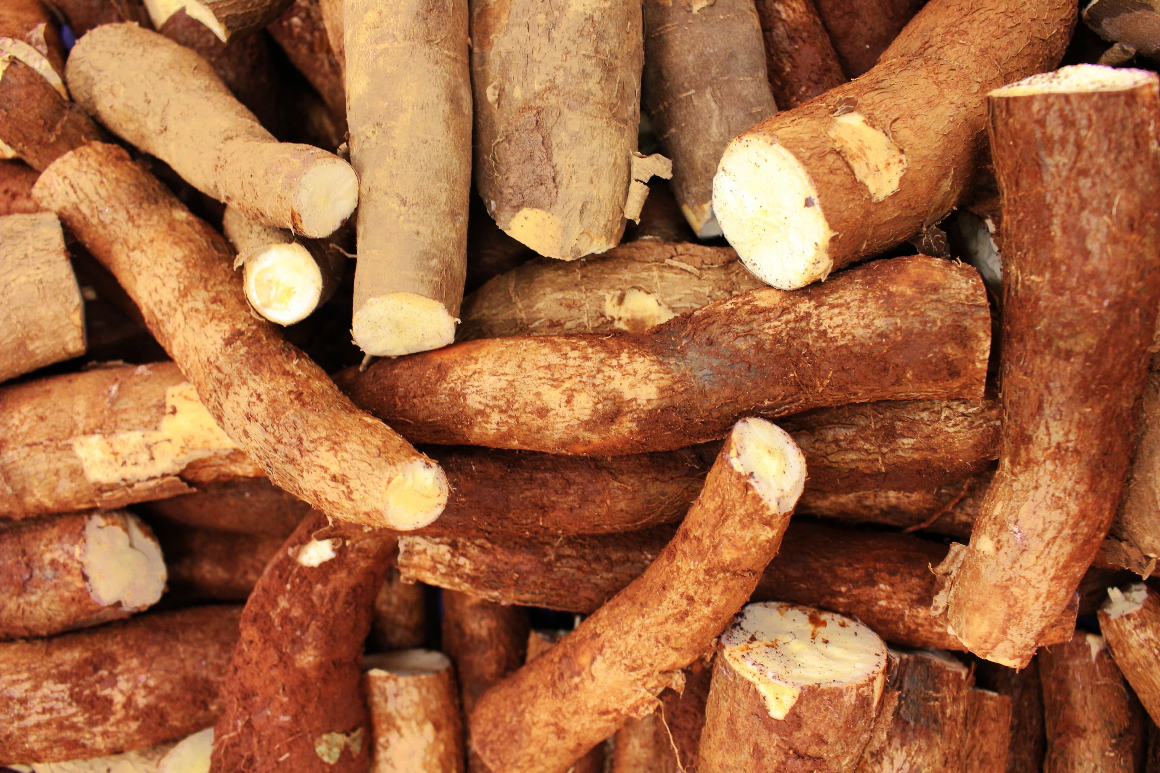 Entenda os riscos do consumo de mandioca e a diferença entre as variedades