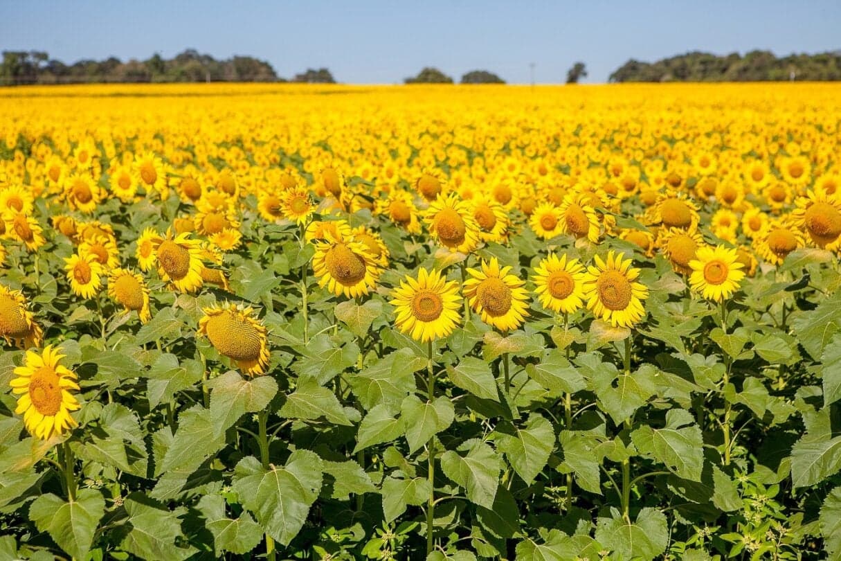 Ministério atualiza Zoneamento Agrícola para girassol
