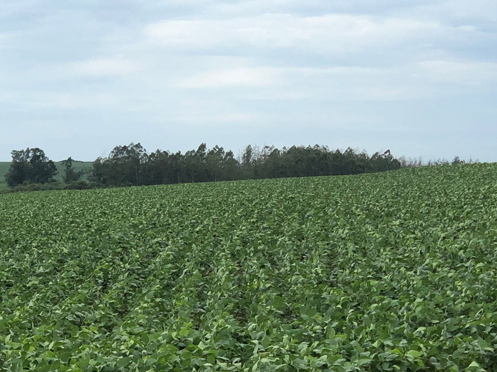 Produtor em Casa Branca é multado por cultivar soja fora do período permitido