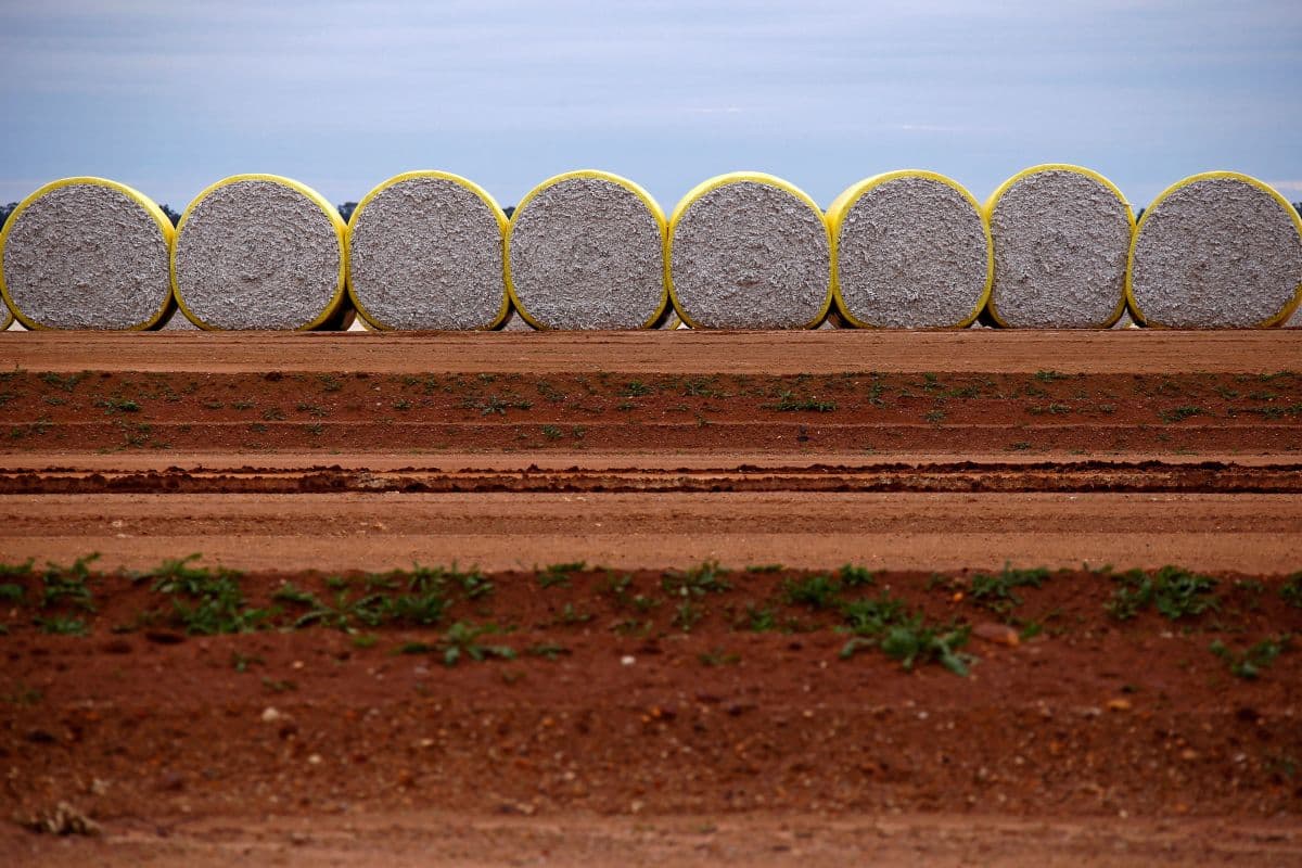 Projeções de algodão dos EUA indicam queda na produção para 2026/27