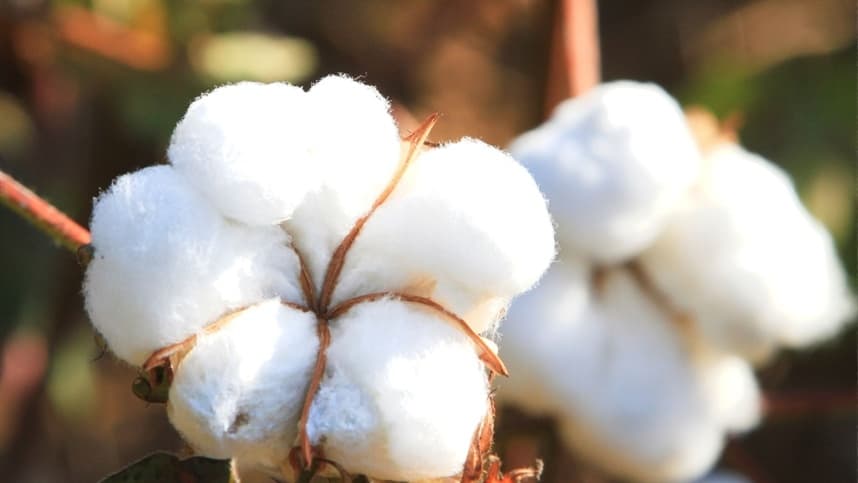 Alta histórica no preço da pluma do algodão em Nova York