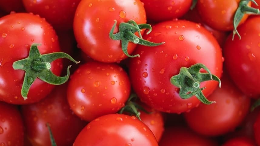 Alta do tomate longa vida em SP e RJ devido ao fim da safra de inverno