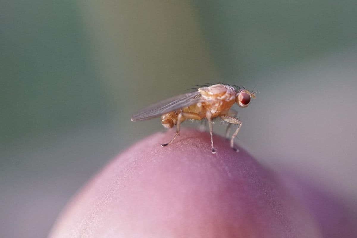 Moscas-da-fruta desafiam conceito de espermatozoides microscópicos