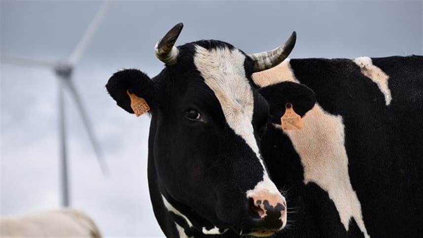 Brasil atinge recorde nas exportações de carne bovina in natura
