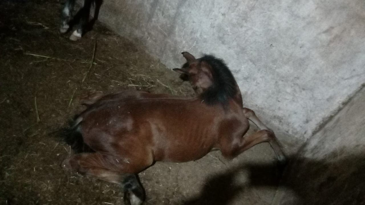 Contaminação de ração leva à morte de nove cavalos em Guarulhos