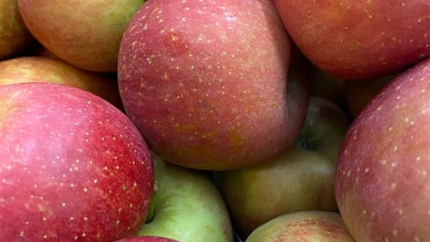 Epagri investiga pulgão-lanígero para melhorar produção de maçãs