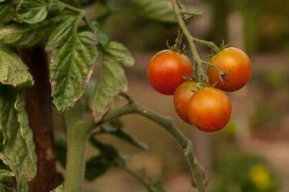 Syngenta processa BASF por suposta cópia de herbicida