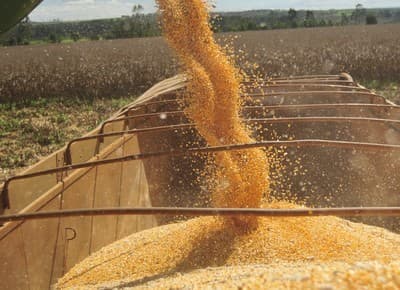 Colheita de milho segunda safra inicia com produção abaixo do esperado