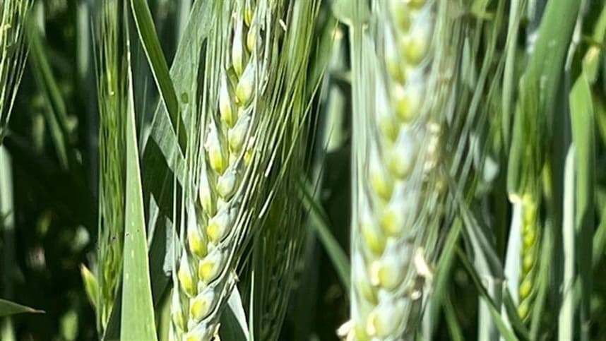 Mercado de trigo no Sul enfrenta baixa liquidez e cautela