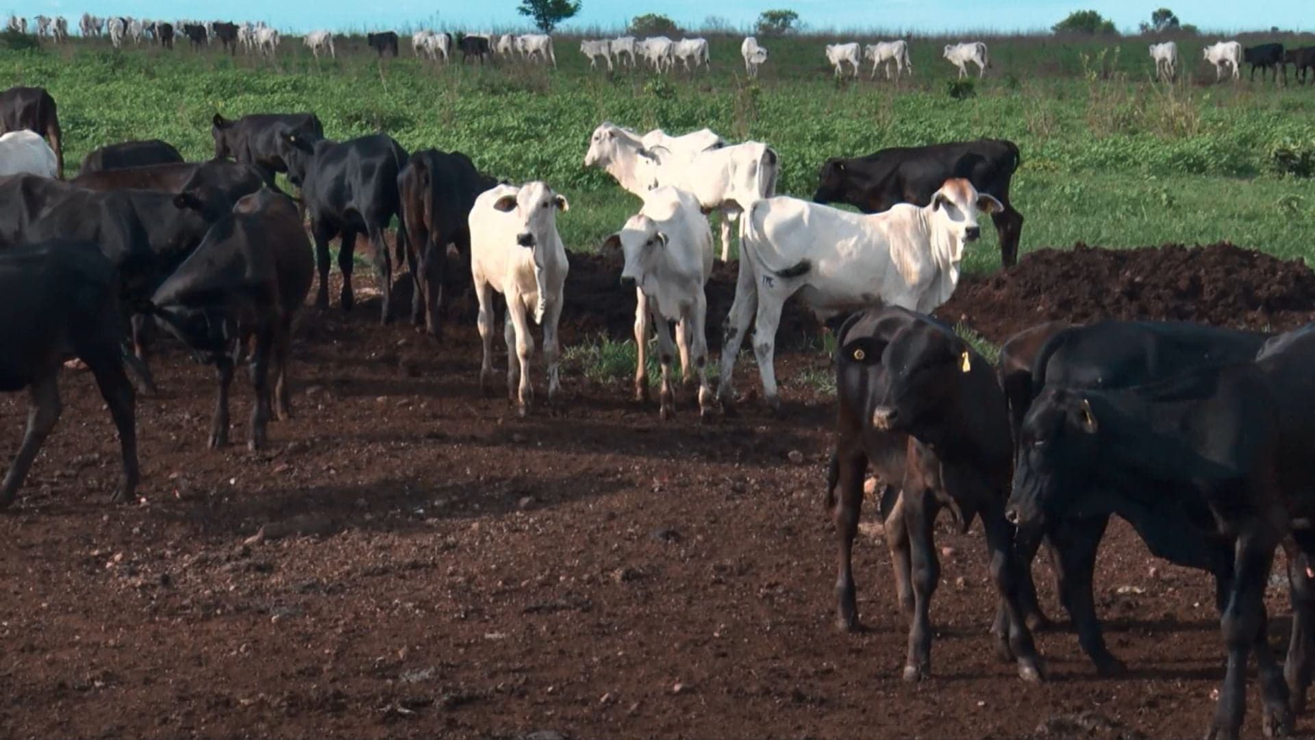 Atenção à dieta na recria confinada evita boi com excesso de gordura