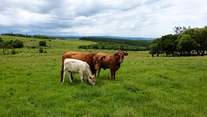 Rio Grande do Sul atualiza contribuição ao Fundesa para pecuaristas