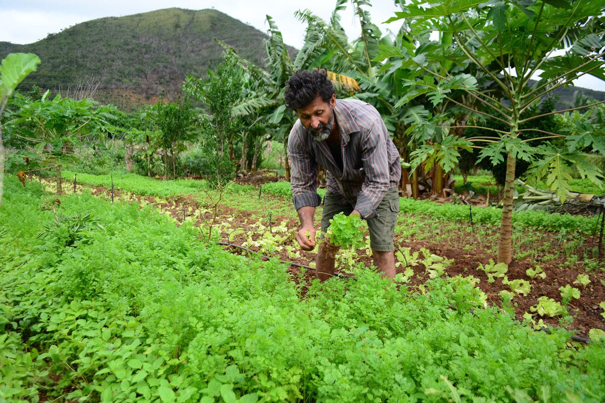 Governo federal destina R$ 97,3 bilhões para Agricultura Familiar