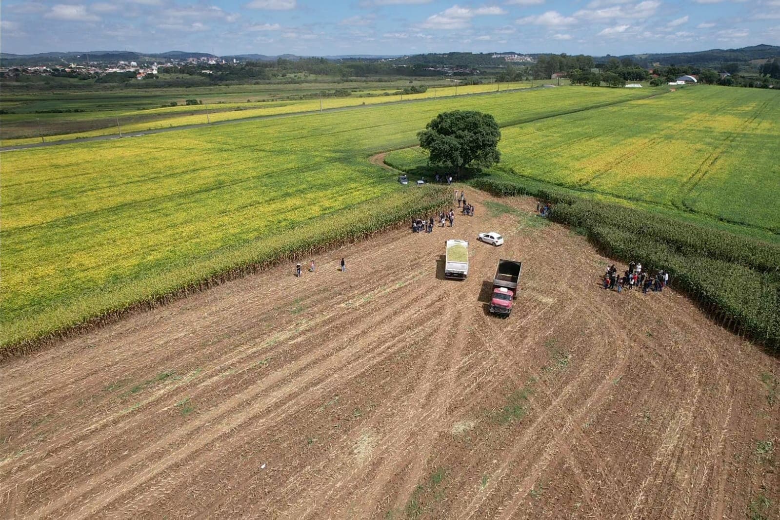 Cultivo sucessivo de soja e milho garante maior produtividade e lucro