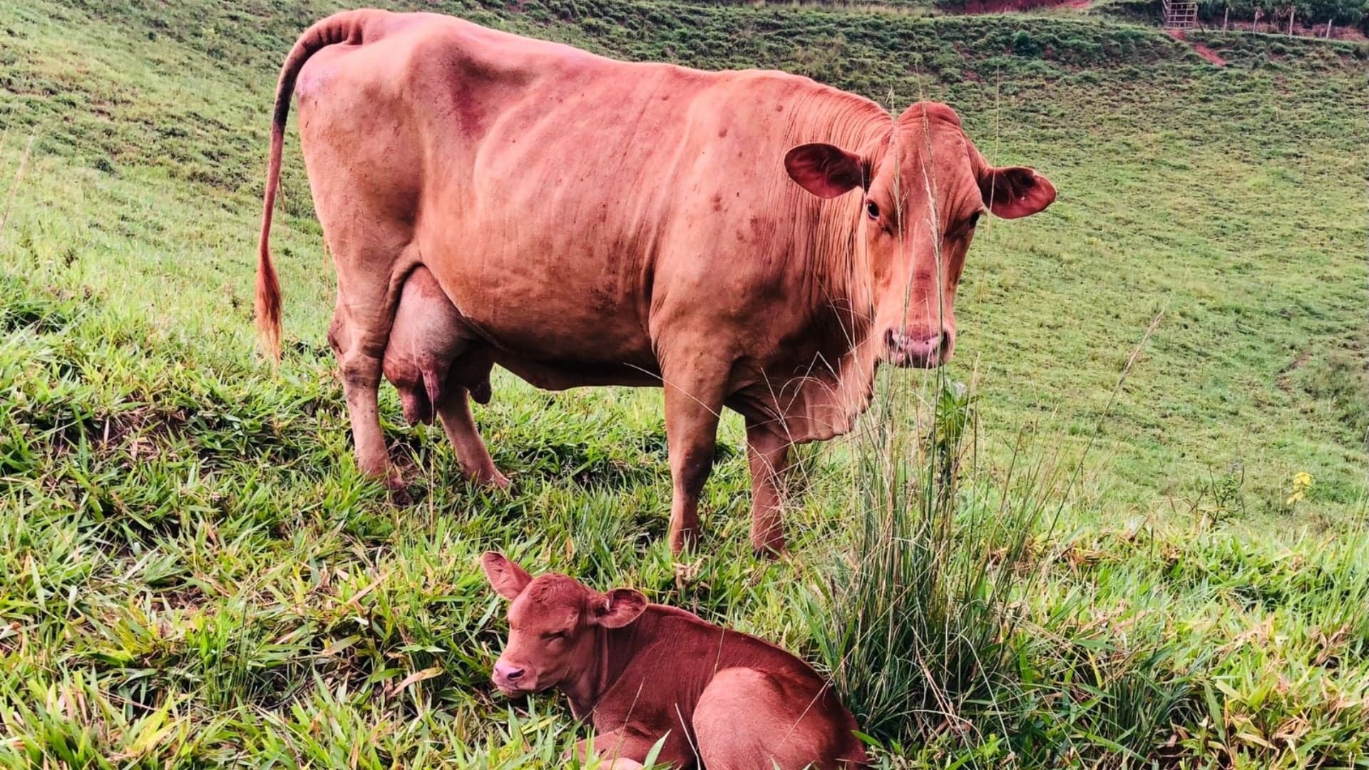 Zootecnista analisa cruzamento de raças no Jalapão