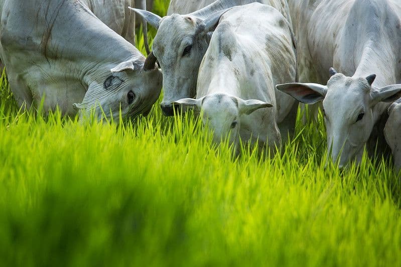 Vacinas para pecuária chegam em meio à urgência por soluções