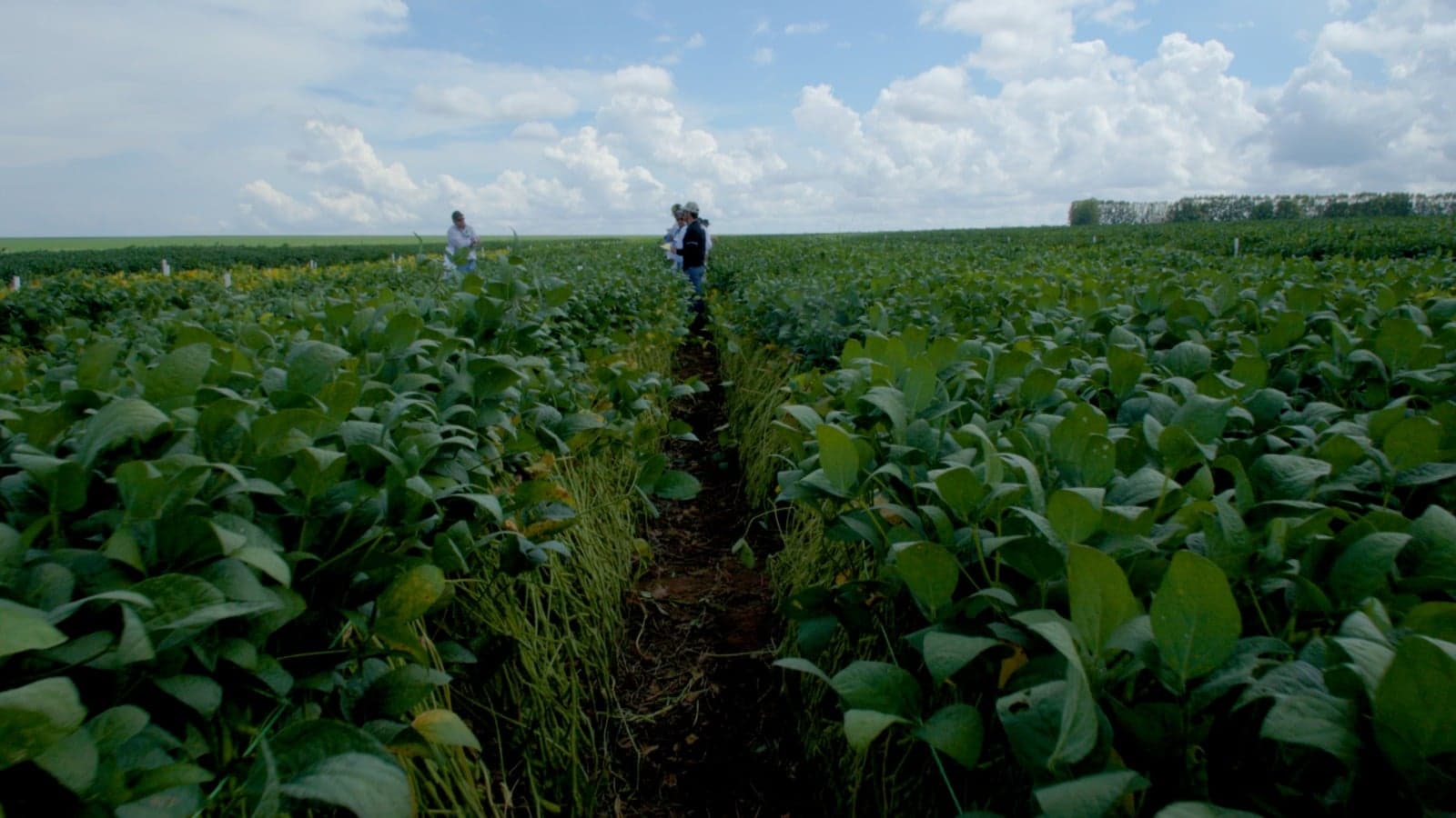 Custos dos insumos preocupam produtores de soja para 2026/27
