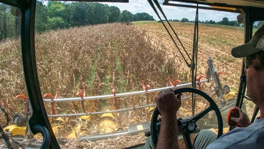 Produção de grãos na Argentina: trigo avança, cevada atrasada
